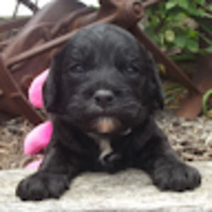 Meet your Posher, Lucy